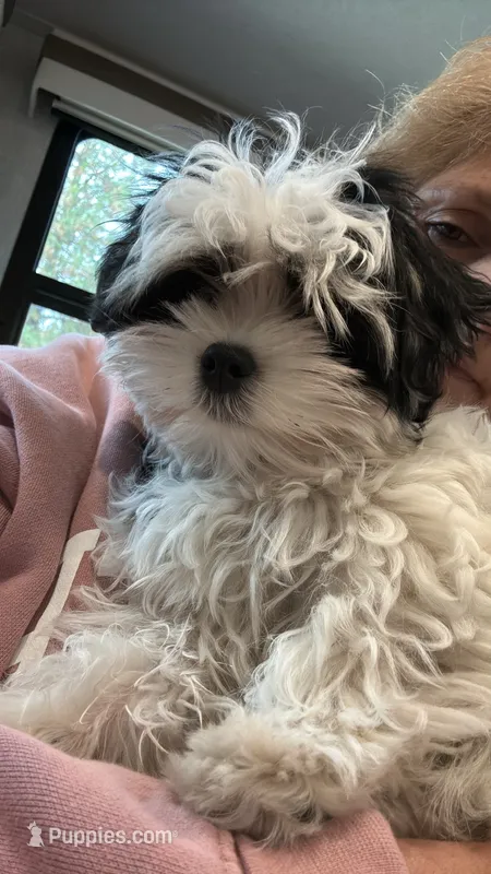 Sissy – Morkie puppy for sale in Oroville, WA