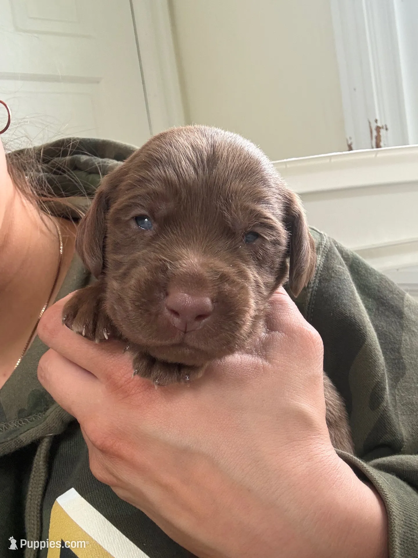 Rootie, a female German Shorthaired Pointer and Labrador Retriever for sale in Atglen, PA – 1 of 4
