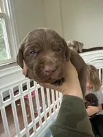 Rootie, a female German Shorthaired Pointer and Labrador Retriever for sale in Atglen, PA – 2 of 4