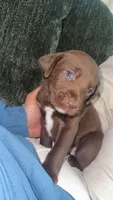 Rootie, a female German Shorthaired Pointer and Labrador Retriever for sale in Atglen, PA – 3 of 4