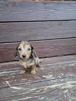 Chole, a female Miniature Dachshund for sale in Odon, IN – 3 of 3