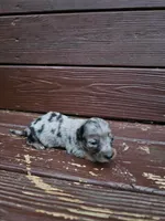 Daisy , a female Miniature Dachshund for sale in Odon, IN – 3 of 3