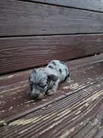 Daisy , a female Miniature Dachshund for sale in Odon, IN – 2 of 3