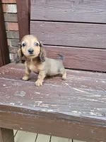 Milo, a male Miniature Dachshund for sale in Odon, IN – 3 of 3