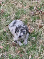 Misty, a female Miniature Australian Shepherd and Miniature American Shepherd for sale in Odon, IN – Photo 3 of 4