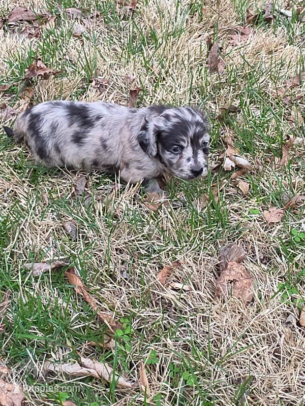Misty, a female Miniature Australian Shepherd and Miniature American Shepherd for sale in Odon, IN – Photo 1 of 4