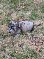 Misty, a female Miniature Australian Shepherd and Miniature American Shepherd for sale in Odon, IN – Photo 4 of 4