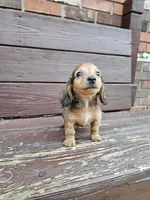 Milo, a male Miniature Dachshund for sale in Odon, IN – 1 of 3