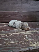 Sage, a female Miniature Dachshund for sale in Odon, IN – 3 of 3