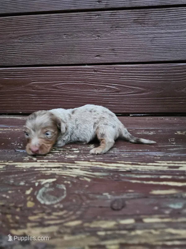 Buster – Miniature Dachshund puppy for sale in Odon, IN