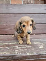 Milo, a male Miniature Dachshund for sale in Odon, IN – 2 of 3