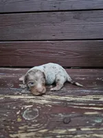 Buster, a male Miniature Dachshund for sale in Odon, IN – 2 of 3