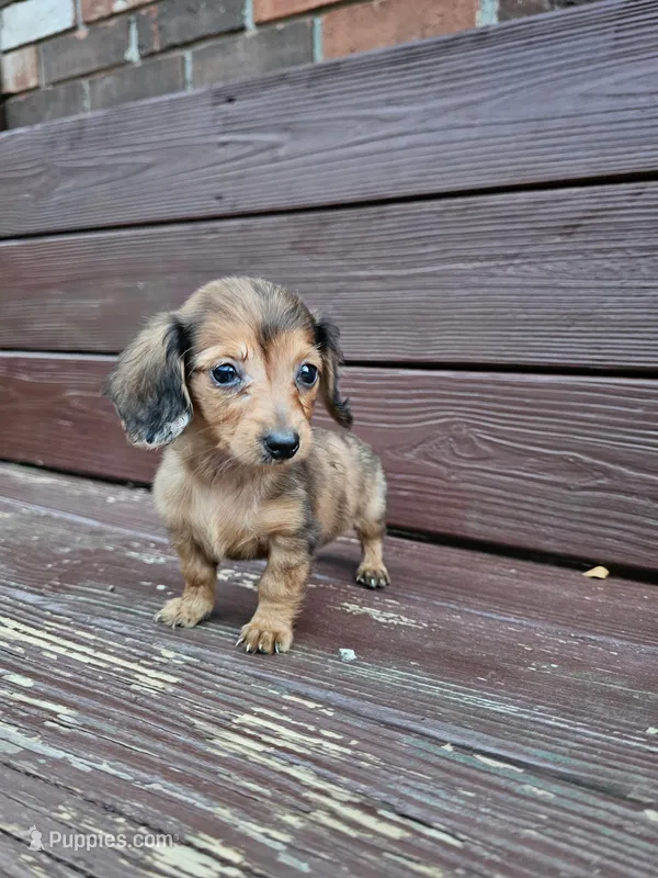 Chole – Miniature Dachshund puppy for sale in Odon, IN