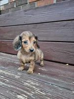 Chole, a female Miniature Dachshund for sale in Odon, IN – 1 of 3
