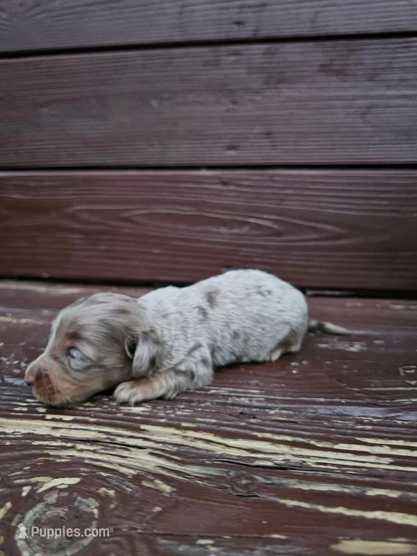 Sage – Miniature Dachshund puppy for sale in Odon, IN