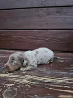 Sage, a female Miniature Dachshund for sale in Odon, IN – 1 of 3