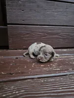 Sage, a female Miniature Dachshund for sale in Odon, IN – 2 of 3
