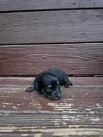 Honey, a female Miniature Dachshund for sale in Odon, IN – 3 of 3