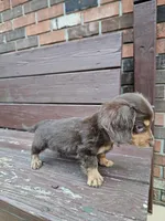Ace , a male Miniature Dachshund for sale in Odon, IN – 2 of 3