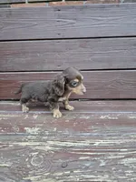 Ace , a male Miniature Dachshund for sale in Odon, IN – 3 of 3