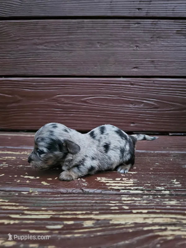 Daisy  – Miniature Dachshund puppy for sale in Odon, IN