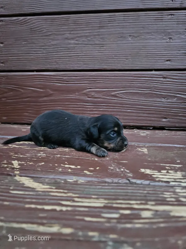 Honey – Miniature Dachshund puppy for sale in Odon, IN