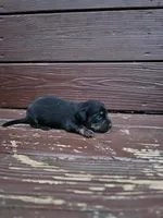Honey, a female Miniature Dachshund for sale in Odon, IN – 1 of 3