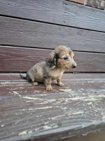 Chole, a female Miniature Dachshund for sale in Odon, IN – 2 of 3
