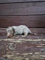 Buster, a male Miniature Dachshund for sale in Odon, IN – 3 of 3