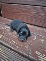 Honey, a female Miniature Dachshund for sale in Odon, IN – 2 of 3