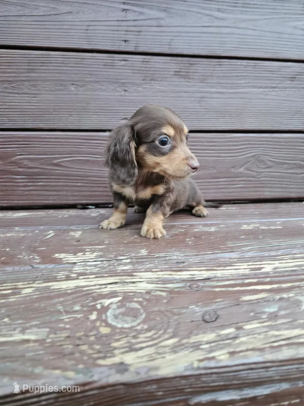 Ace  – Miniature Dachshund puppy for sale in Odon, IN