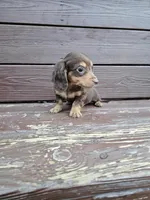 Ace , a male Miniature Dachshund for sale in Odon, IN – 1 of 3