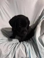Pup 3, a male Labrador Retriever for sale in Molino, FL – 7 of 7