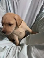 Pup 8, a female Labrador Retriever for sale in Molino, FL – 5 of 7