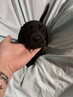 Pup 7, a female Labrador Retriever for sale in Molino, FL – 2 of 6