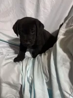 Pup 1, a male Labrador Retriever for sale in Molino, FL – 7 of 7