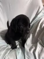 Pup 5, a male Labrador Retriever for sale in Molino, FL – 2 of 6