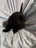 Pup 7, a female Labrador Retriever for sale in Molino, FL – 6 of 6