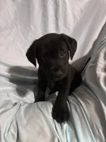 Pup 1, a male Labrador Retriever for sale in Molino, FL – 5 of 7