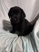 Pup 3, a male Labrador Retriever for sale in Molino, FL – 6 of 7