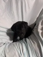Pup 1, a male Labrador Retriever for sale in Molino, FL – 6 of 7