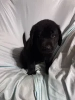 Pup 5, a male Labrador Retriever for sale in Molino, FL – 4 of 6