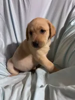 Pup 8, a female Labrador Retriever for sale in Molino, FL – 4 of 7