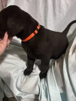 Pup 1, a male Labrador Retriever for sale in Molino, FL – 4 of 7