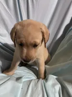 Pup 8, a female Labrador Retriever for sale in Molino, FL – 7 of 7