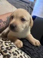 Pup 6, a female Labrador Retriever for sale in Molino, FL – 4 of 5