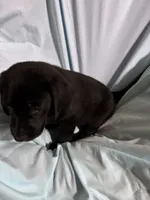 Pup 7, a female Labrador Retriever for sale in Molino, FL – 5 of 6