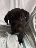 Pup 1, a male Labrador Retriever for sale in Molino, FL – 1 of 7