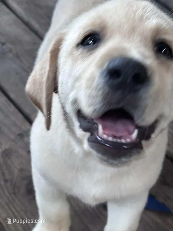 Pup 4 – Labrador Retriever puppy for sale in Molino, FL