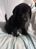 Pup 5, a male Labrador Retriever for sale in Molino, FL – 3 of 6
